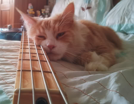 squier_hatchi.jpg