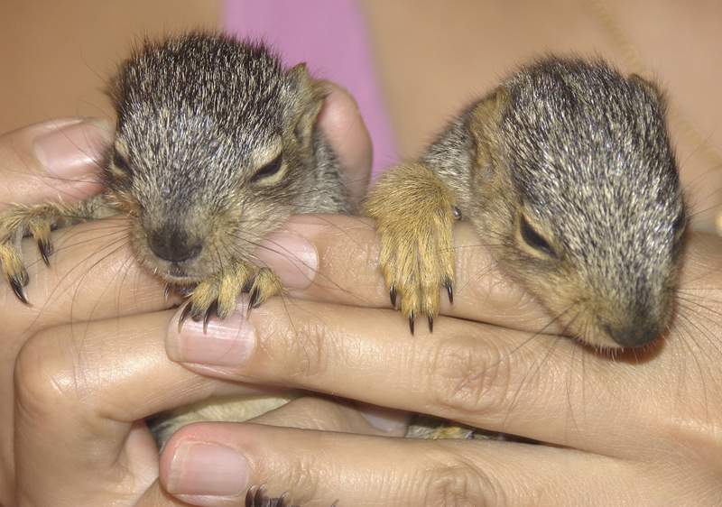 Squirrel-04-800.jpg
