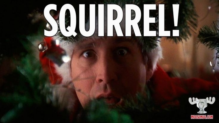 squirrel 1.jpg