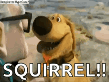 squirrel-huh-1.gif