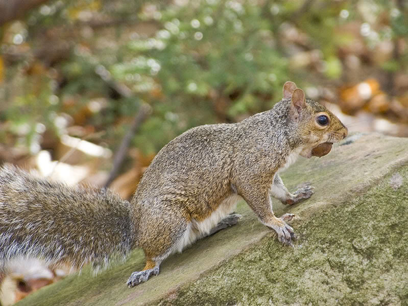 squirrel.jpg