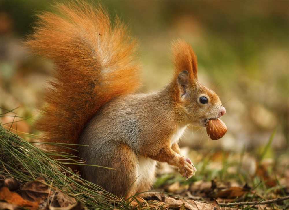 squirrel.jpg