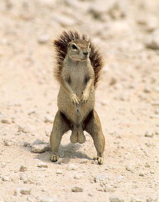 Squirrel-Original-708188.jpg