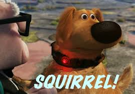 Squirrel.png