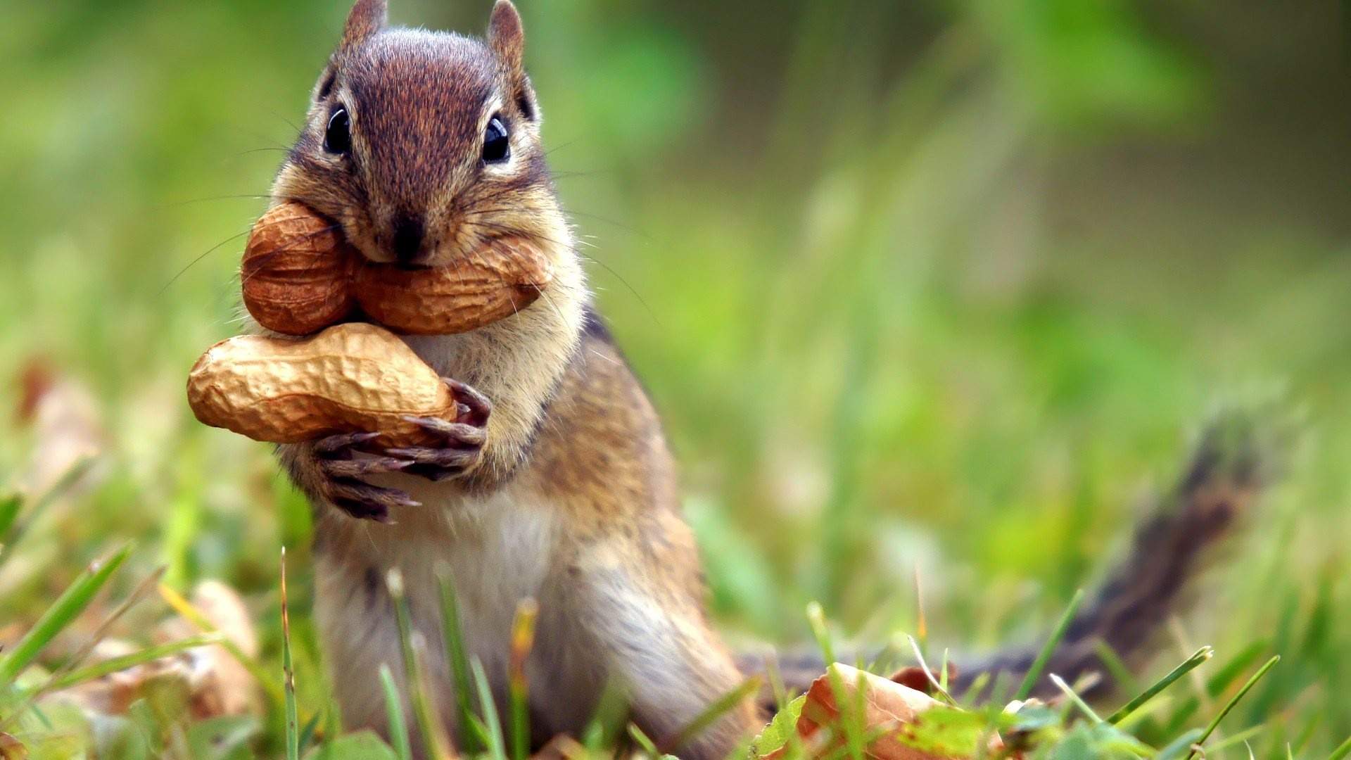 squirrel_eating_peanuts-1920x1080.jpg
