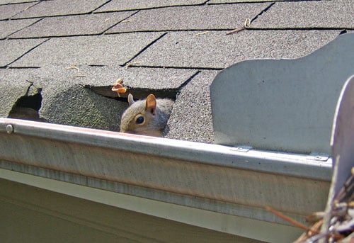 SquirrelinGutterHead2-1.jpg