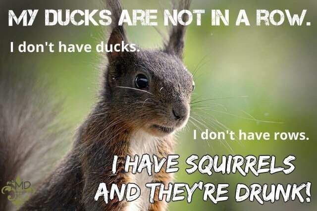 squirrels.jpg