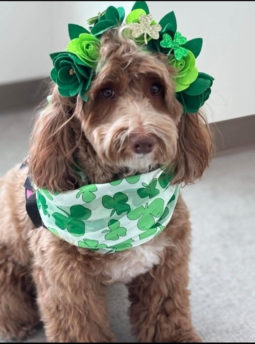 St Pat dog.jpg
