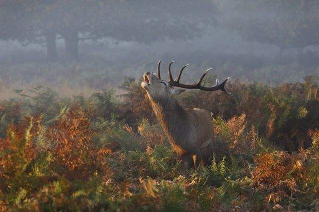 stag.jpg