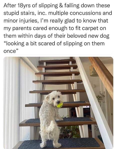 stairs dog.jpg