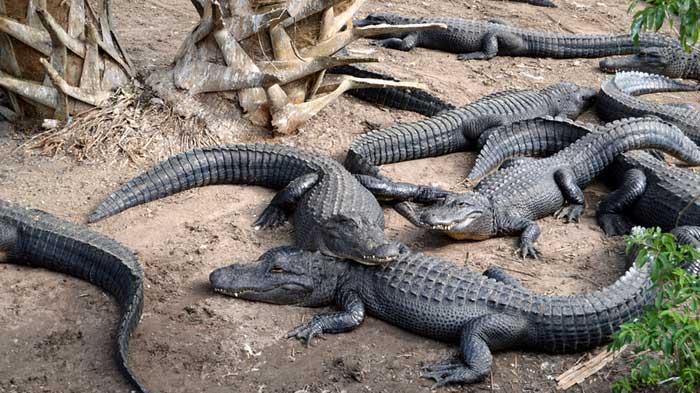 StAugustineAlligators.jpg
