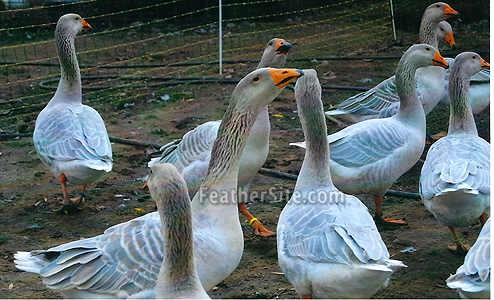 SteinbacherFlock.jpg