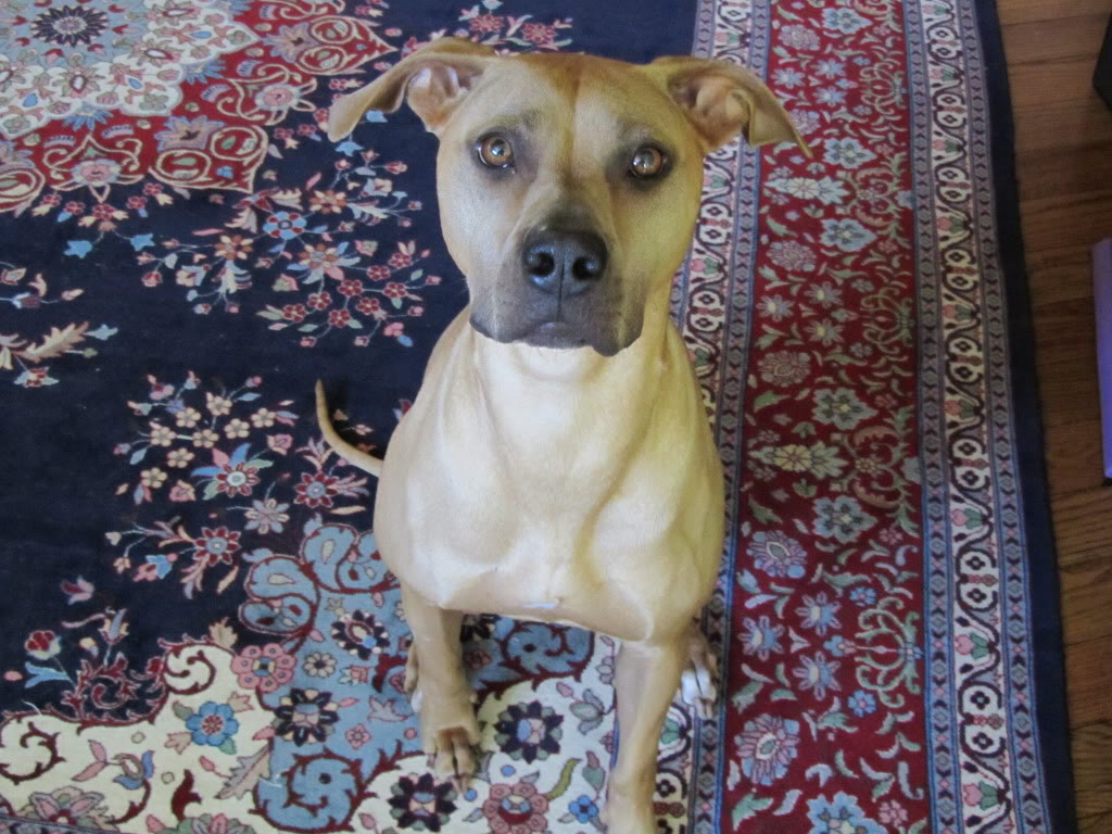 Stella-01.jpg
