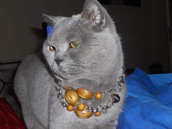 STELLA-BELLA.jpg