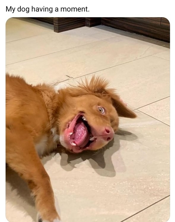 Steve dog.jpg