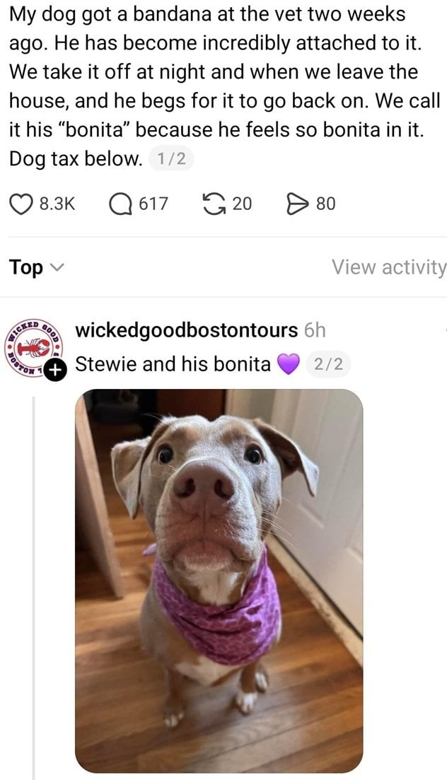 Stevie dog.jpg