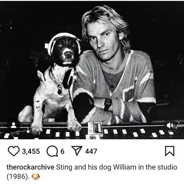 Sting dog.jpg