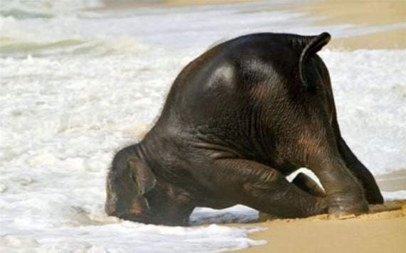 stonedelephant.jpg