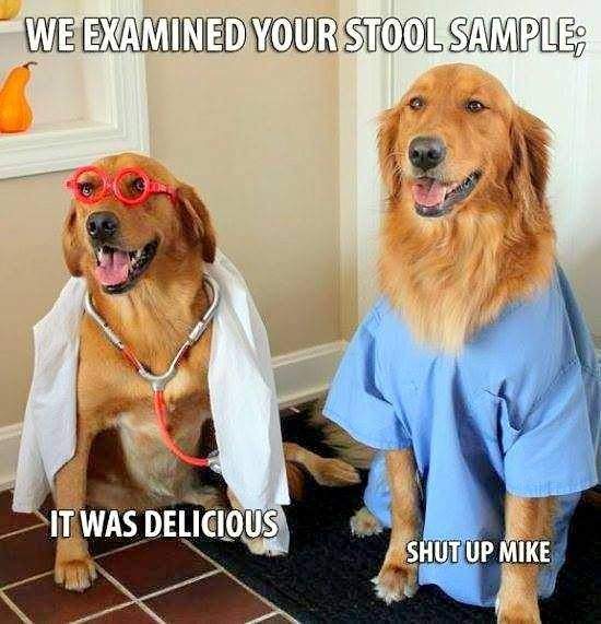 stool sample dogs.jpg