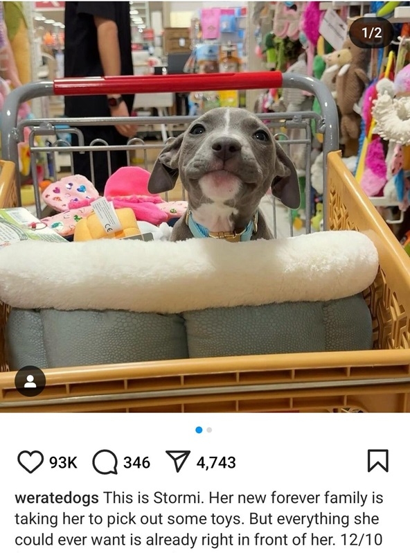 stormi dog.jpg