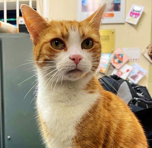 stourbridge cat.jpg
