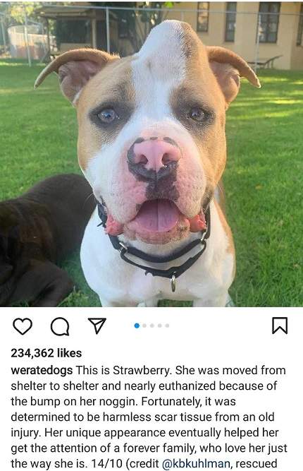 strawberry dog.jpg