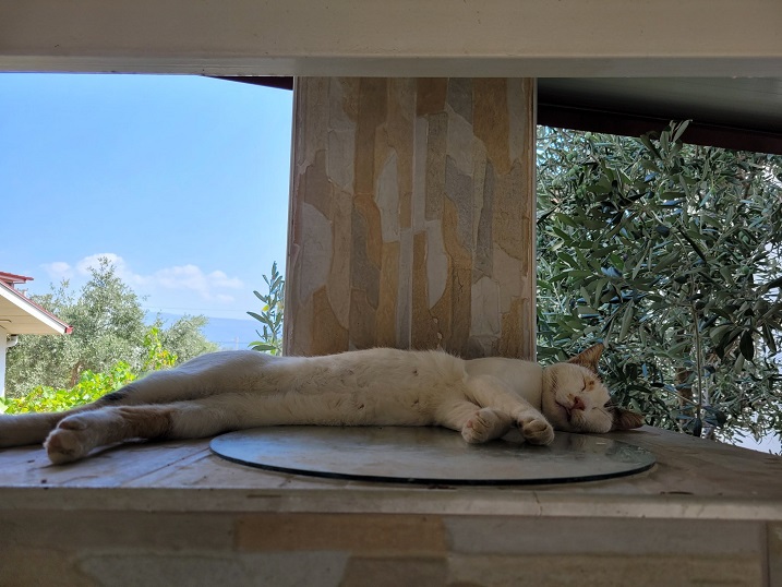 stretch cat.jpg