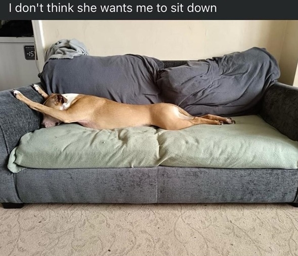 stretch dog.jpg