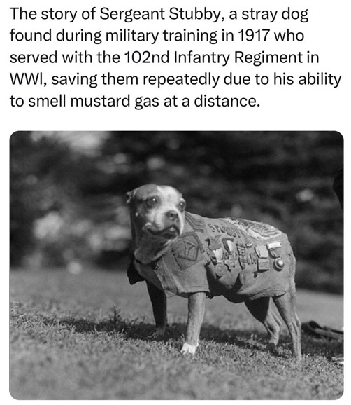 Stubby dog.jpg