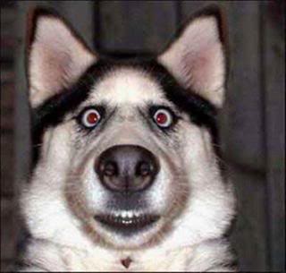 STUPIDdogMedium.jpg