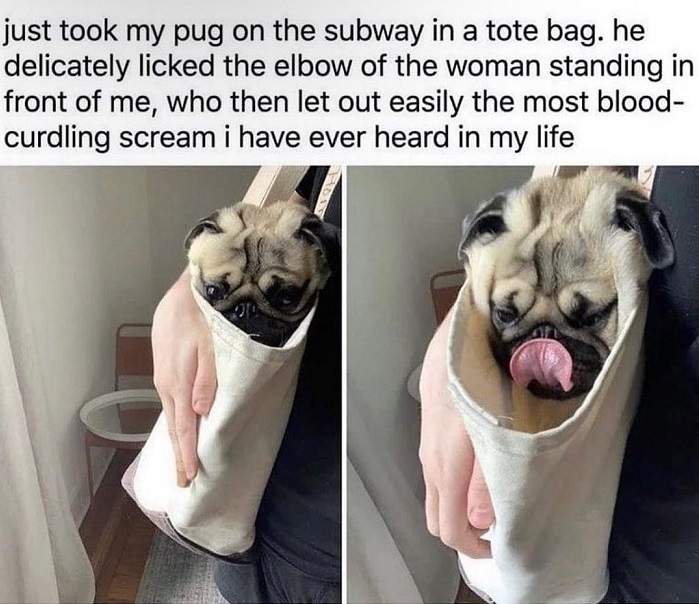 subway pug.jpg