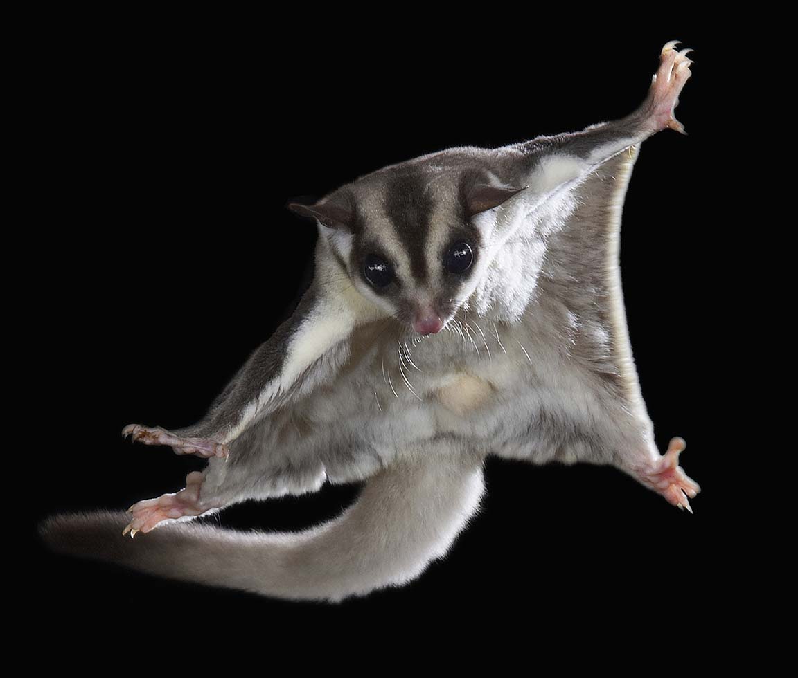 sugar-glider.jpg