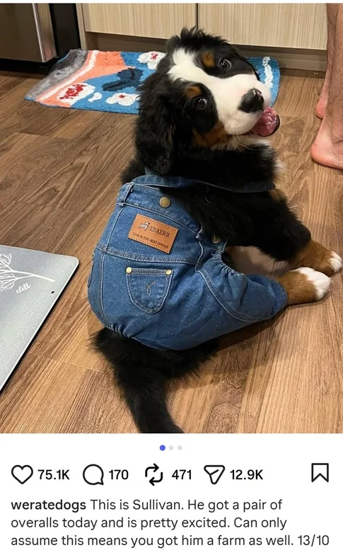 Sullivan dog.webp