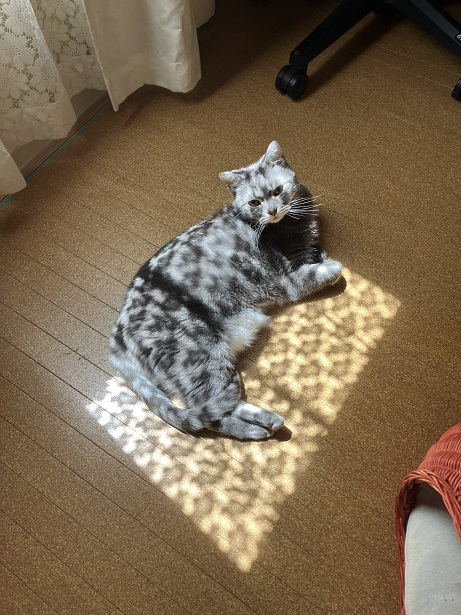 sun cat.jpg