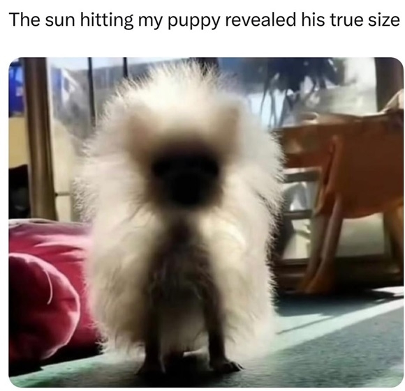 sun dog.jpg