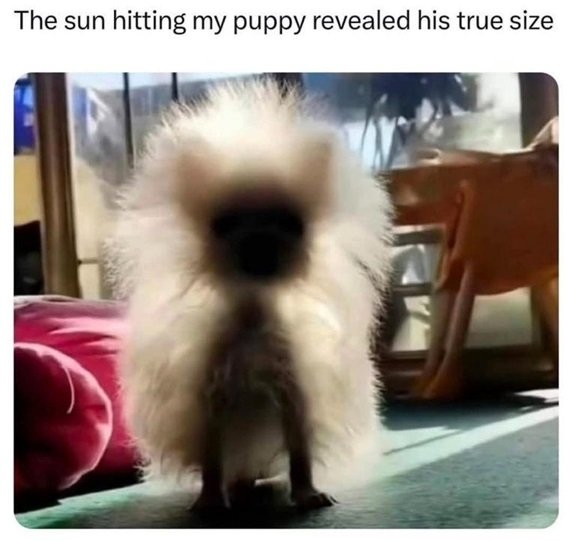 sun dog.jpg