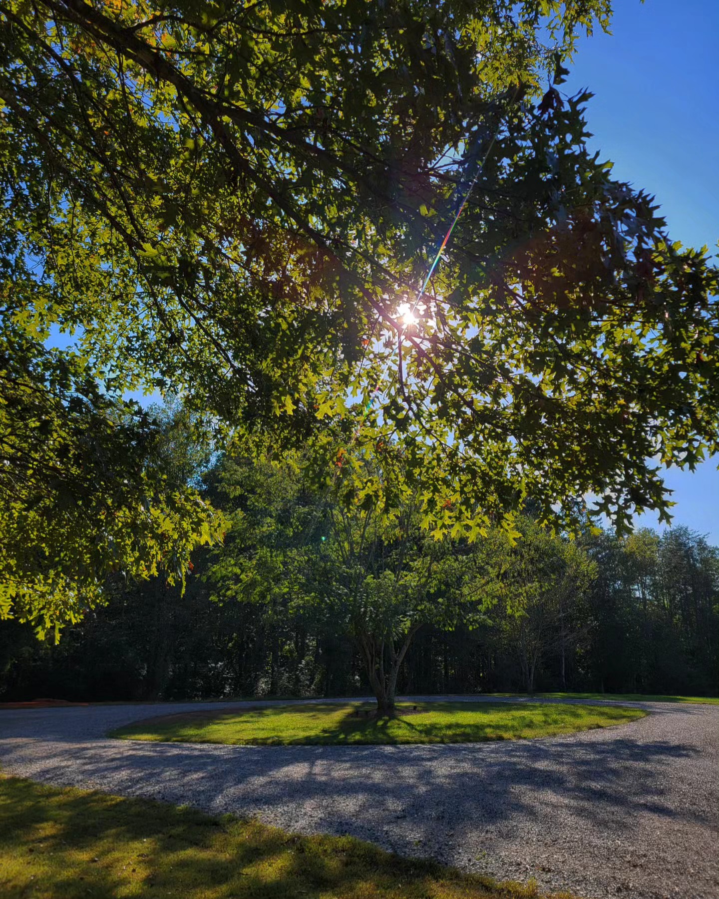 Sun thr trees frnt door.jpg