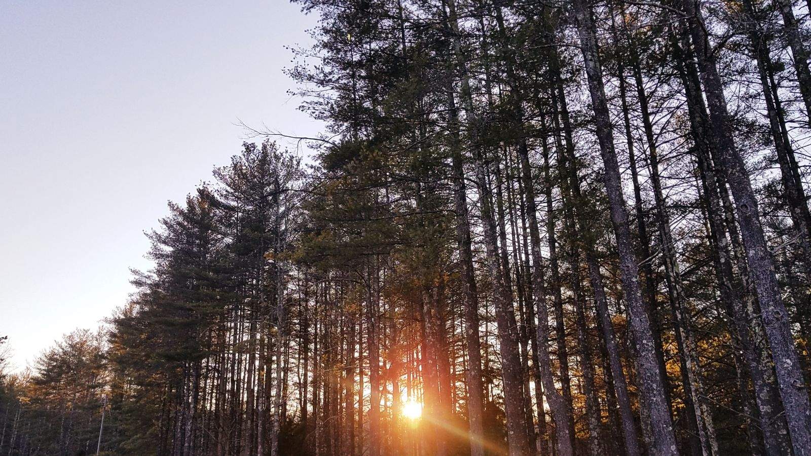 Sun_Pines20220215.jpeg