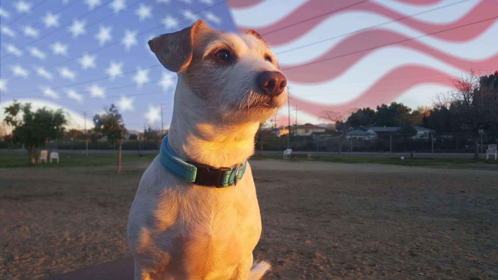Sunrise Dog-Flag.jpg