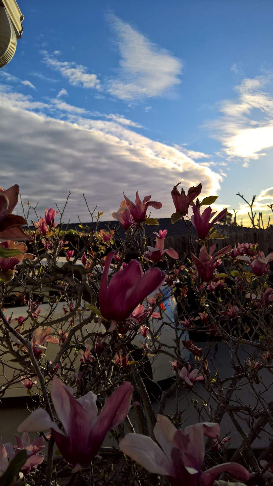sunset flowers.jpg