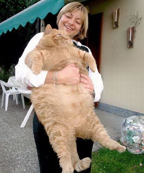 Super%20Fat%20Cat.jpg