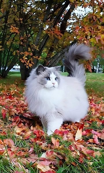 super floof cat.jpg