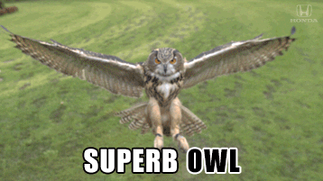 Superb Owl.gif