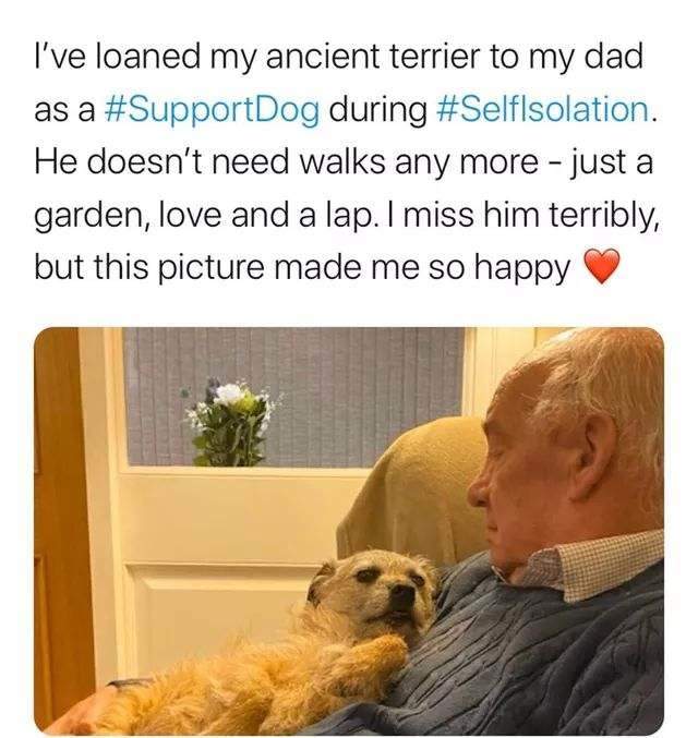 support dog.jpg