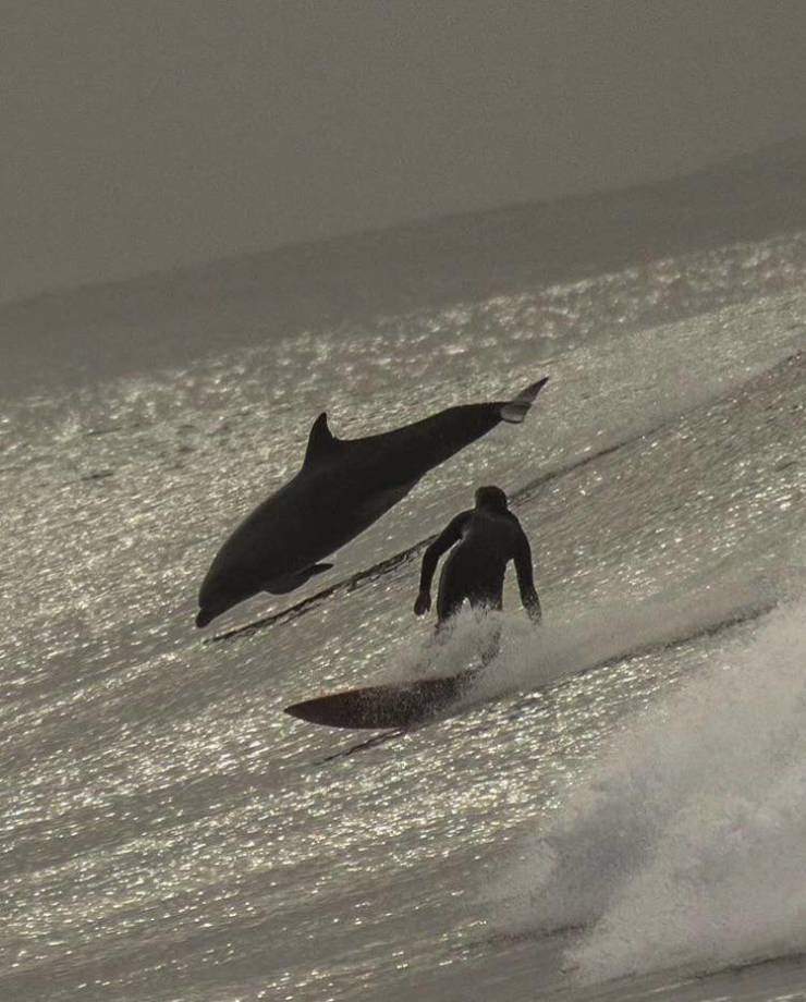 surfin dolphin.jpg