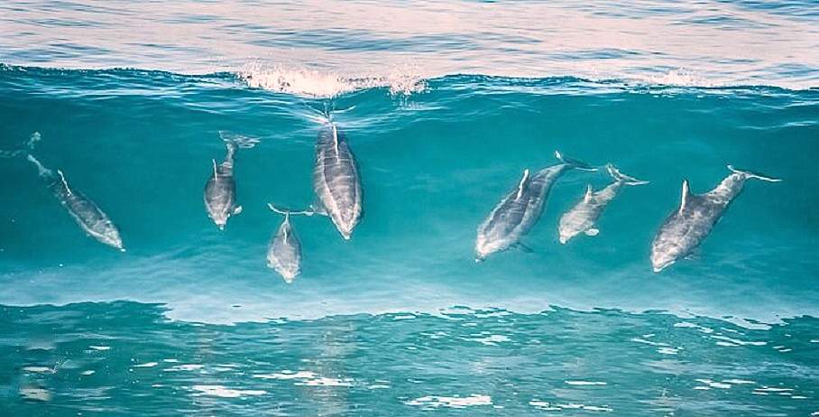 Surfing Dolphins.jpg