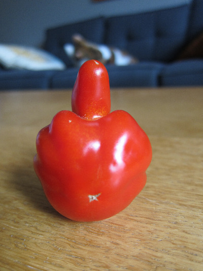 Surly-tomato.jpg