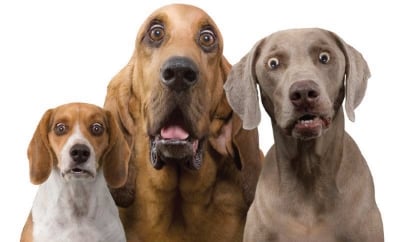 surprised-dogs1_zps5facaa18.jpg