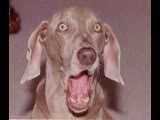 surpriseddog.jpg