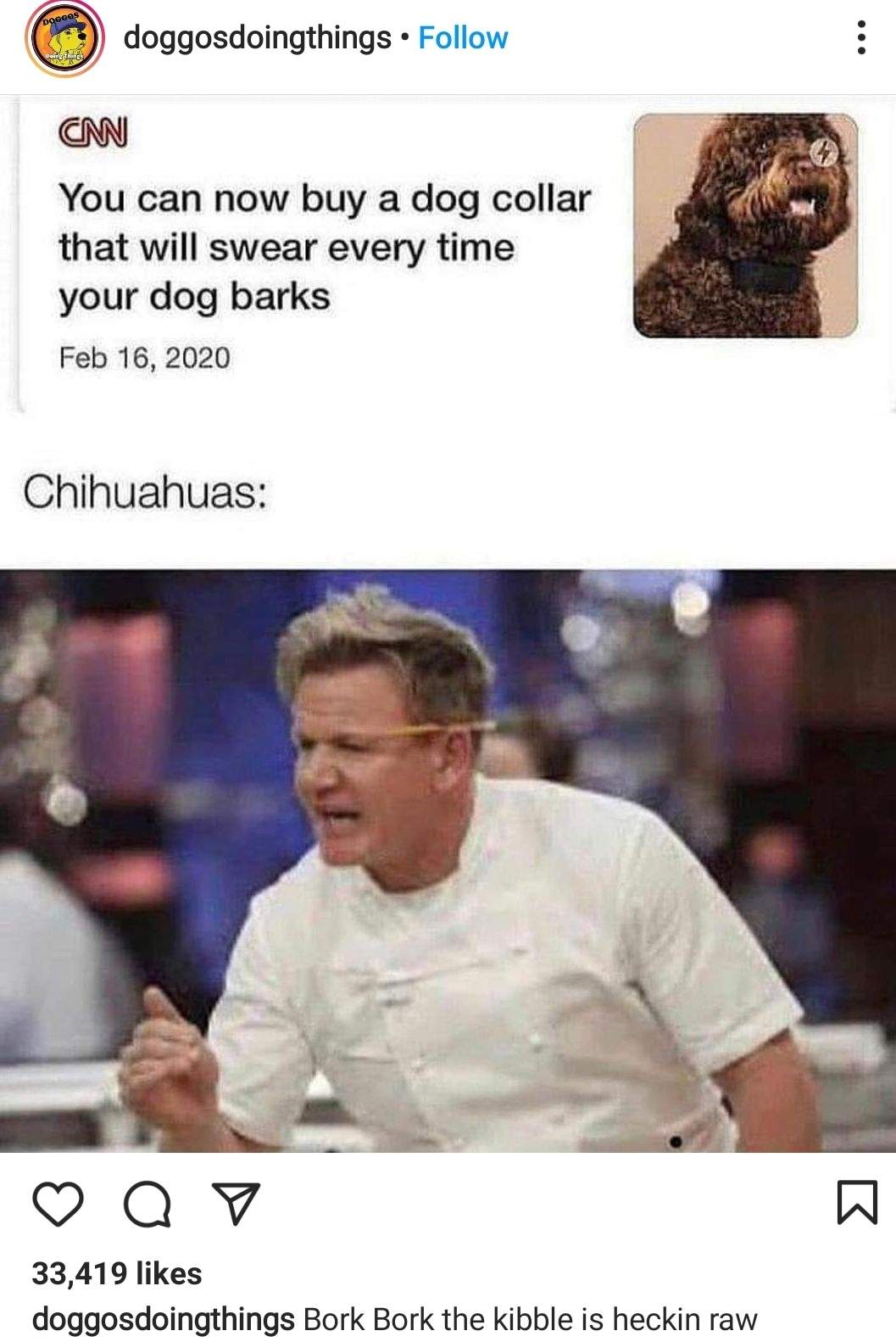 swearing dog collar.jpg
